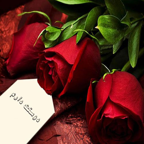 1612971180 946 عکس پروفایل گل عاشقانه متن آهنگ های عاشقانه و عکس پروفایل گل عاشقانه + متن آهنگ های عاشقانه و زیبا