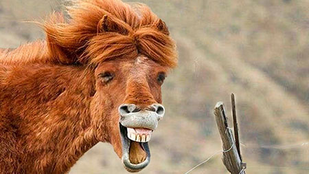عکس های خنده دار از حیوانات, جدید ترین عکس های خنده دار
