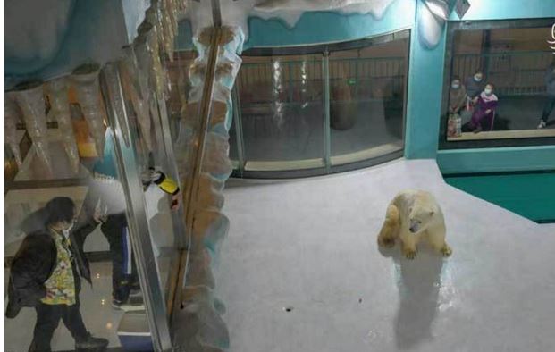 %name (تصاویر) در این هتل با خرس‌های قطبی زندگی کنید!