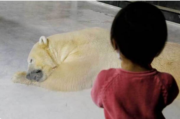 %name (تصاویر) در این هتل با خرس‌های قطبی زندگی کنید!