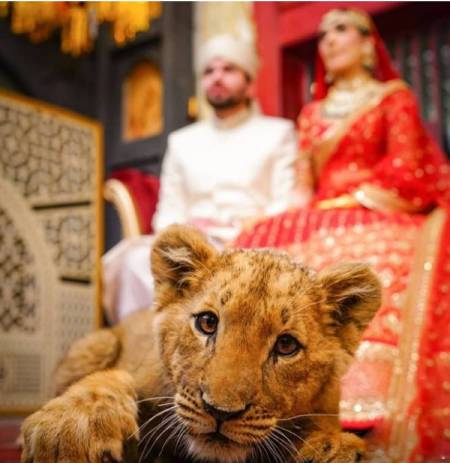 %name شواف زوج پاکستانی در جشن عروسی با یک توله شیر!