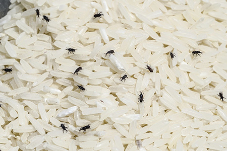 %name روش های از بین بردن حشرات برنج و حبوبات و غلات