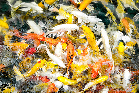 نکاتی برای نگهداری ماهی کوی, روش نگهداری و پرورش ماهی کوی