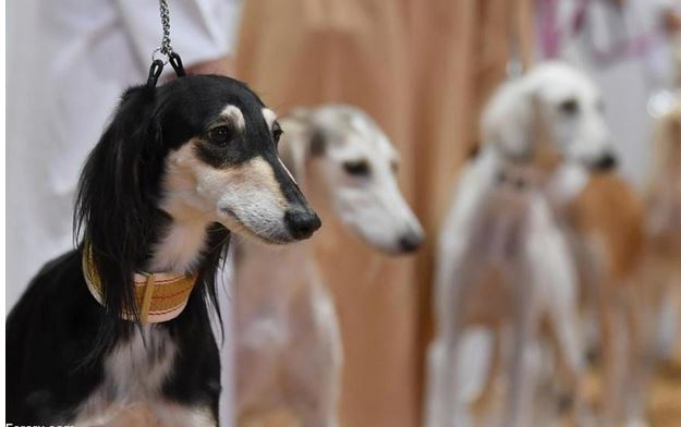  انتخاب زیباترین شاهین و زیباترین سگ سالوکی,اخبارگوناگون,خبرهای گوناگون 