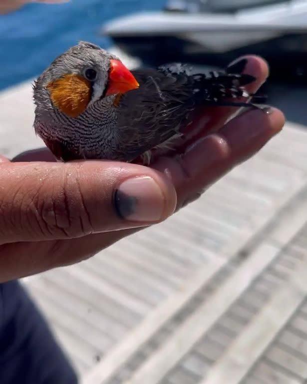 اقدام شجاعانه مرد جوان برای نجات یک پرنده از میان کوسه‌ها،اخبار گوناگون،خبرهای گوناگون